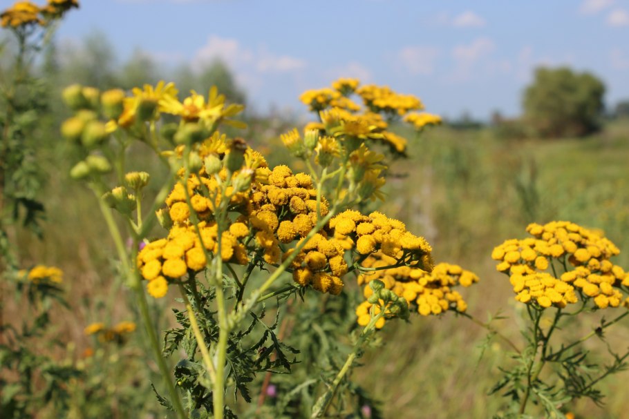 Пижма обыкновенная (Tanacetum vulgare l.)
