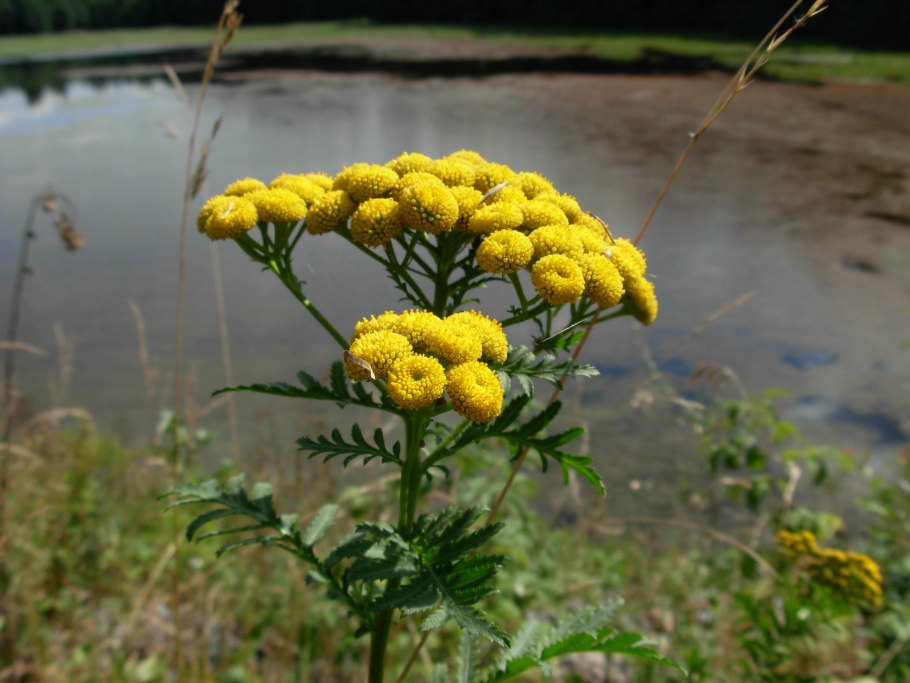 Пижма обыкновенная (Tanacetum vulgare)