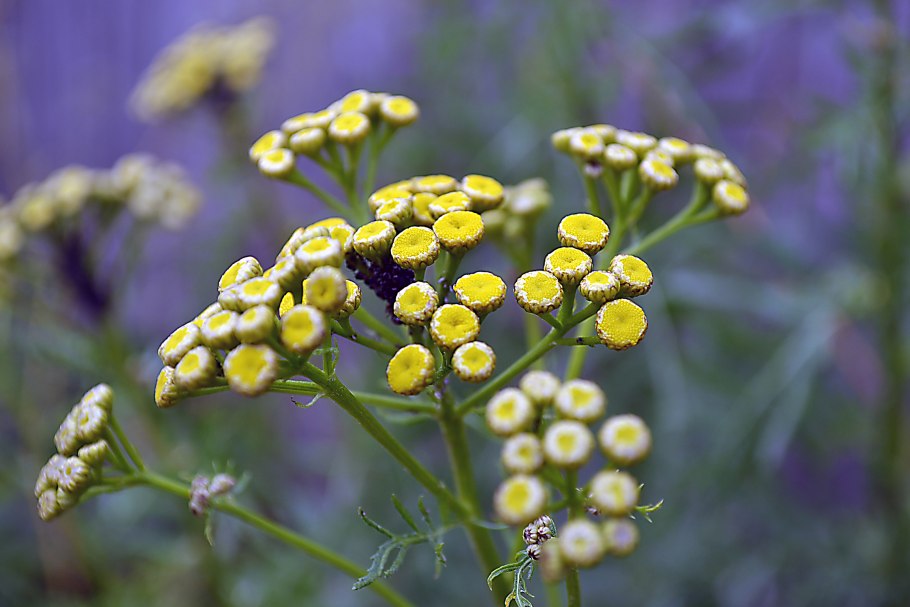 Пижма обыкновенная (Tanacetum vulgare)