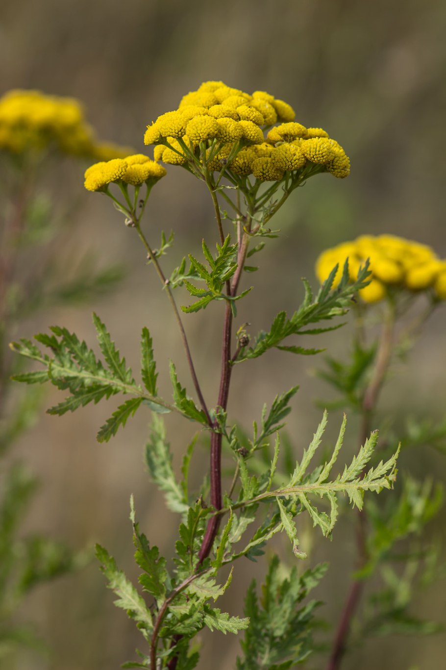Tanacetum пижма