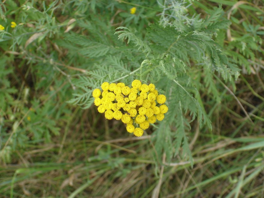 Пижма обыкновенная (Tanacetum vulgare)