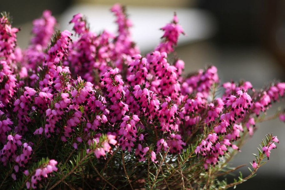 Вереск обыкновенный (Calluna vulgaris)