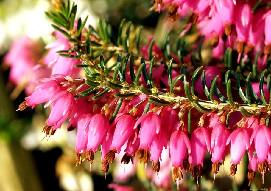 Вереск Эрика дарленская