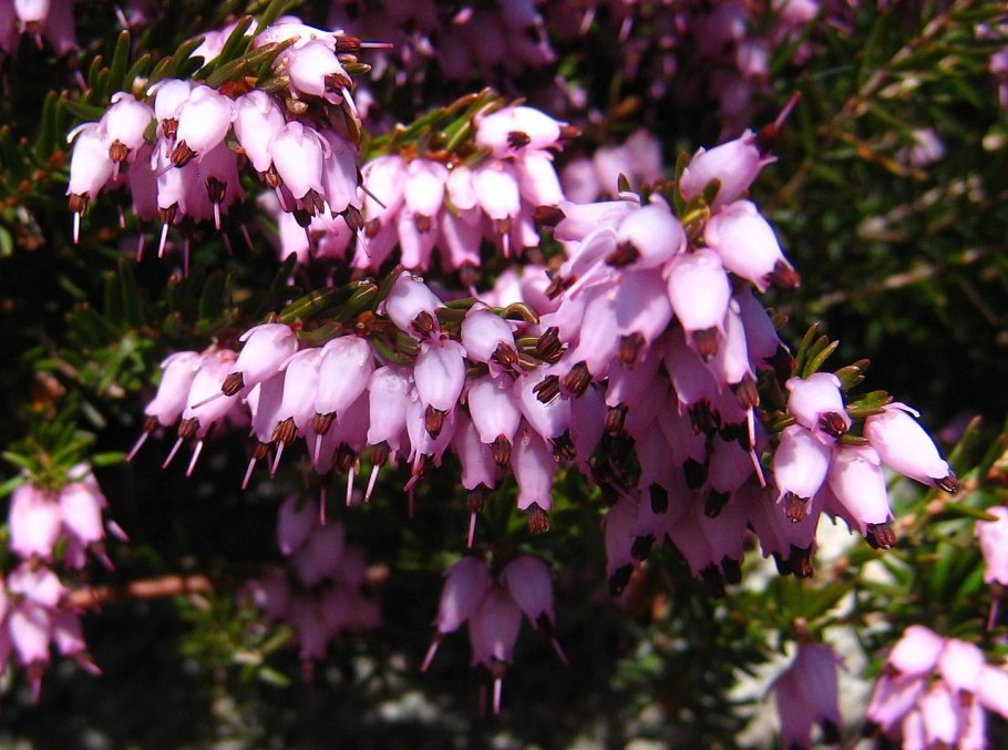 Эрика дарленская