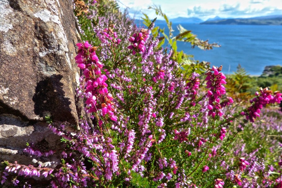 Вереск обыкновенный кустарник