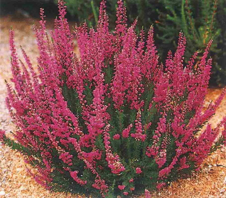 Calluna vulgaris Zoe