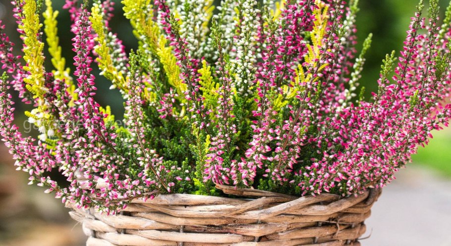 Вереск Каллуна