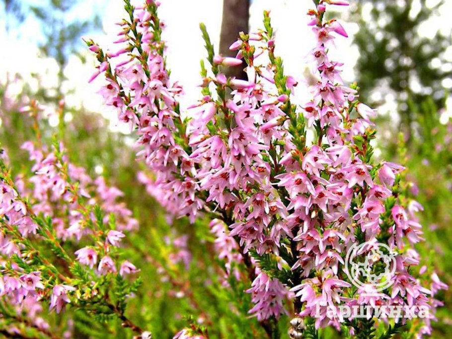 Вереск Pink Bettina