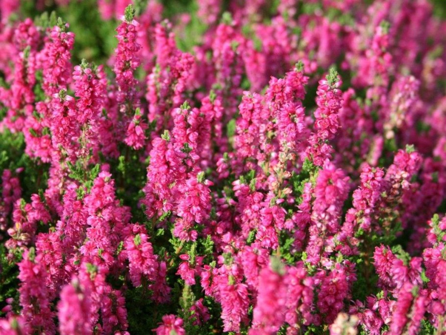 Ползучий Вереск