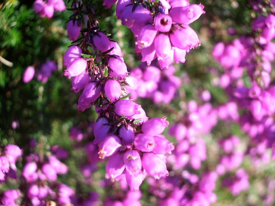 Капский Вереск