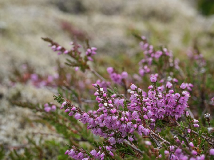 Трава Вереск обыкновенный