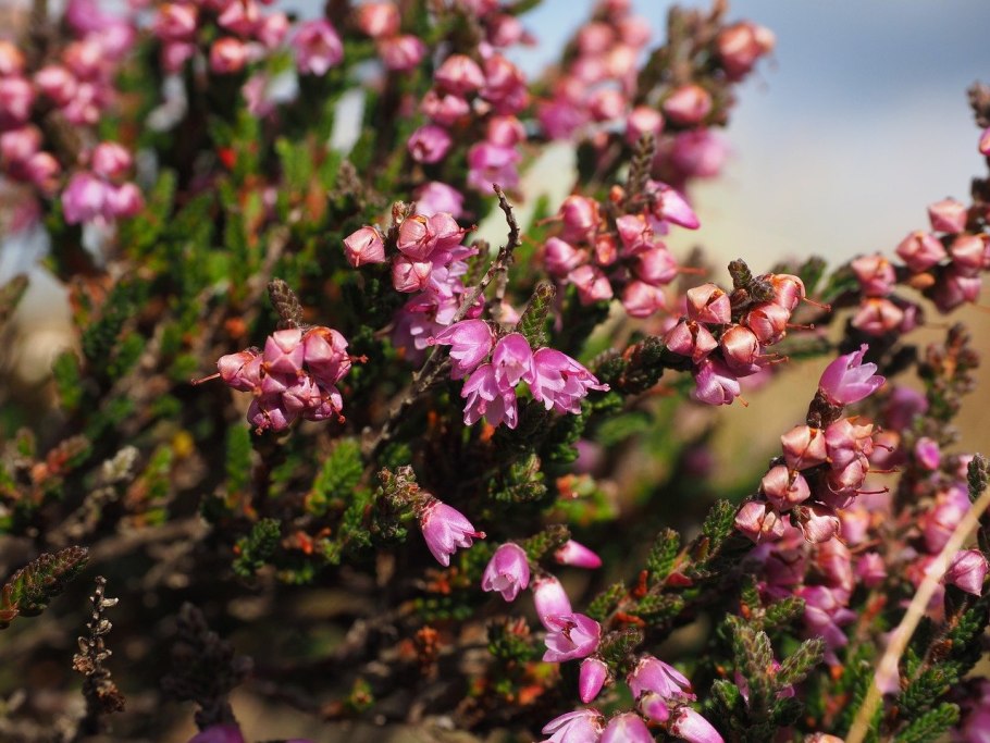 Вереск обыкновенный (Calluna vulgaris)