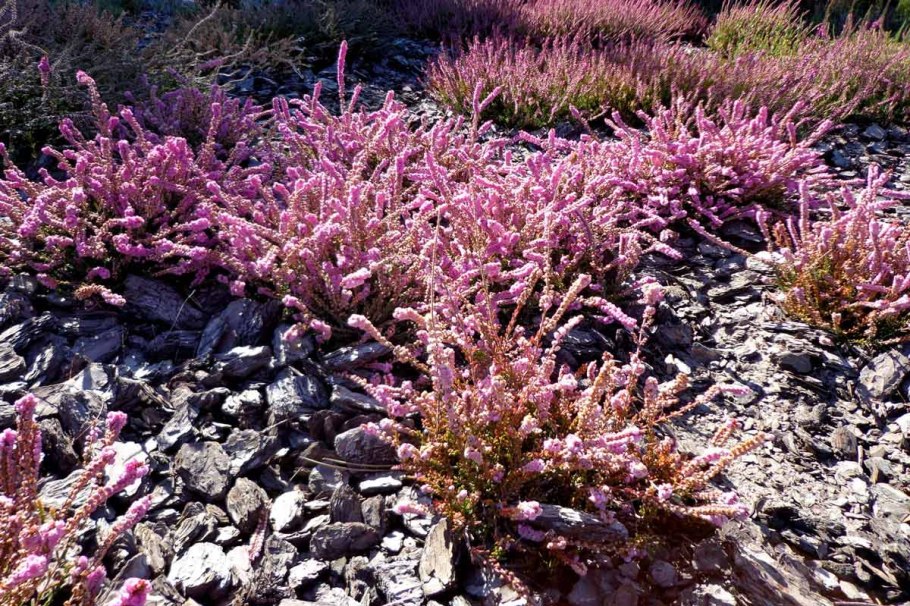 Арктический Вереск