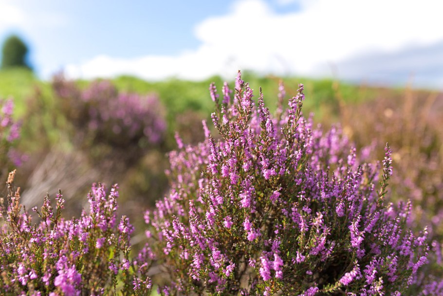 Вереск обыкновенный (Calluna vulgaris)