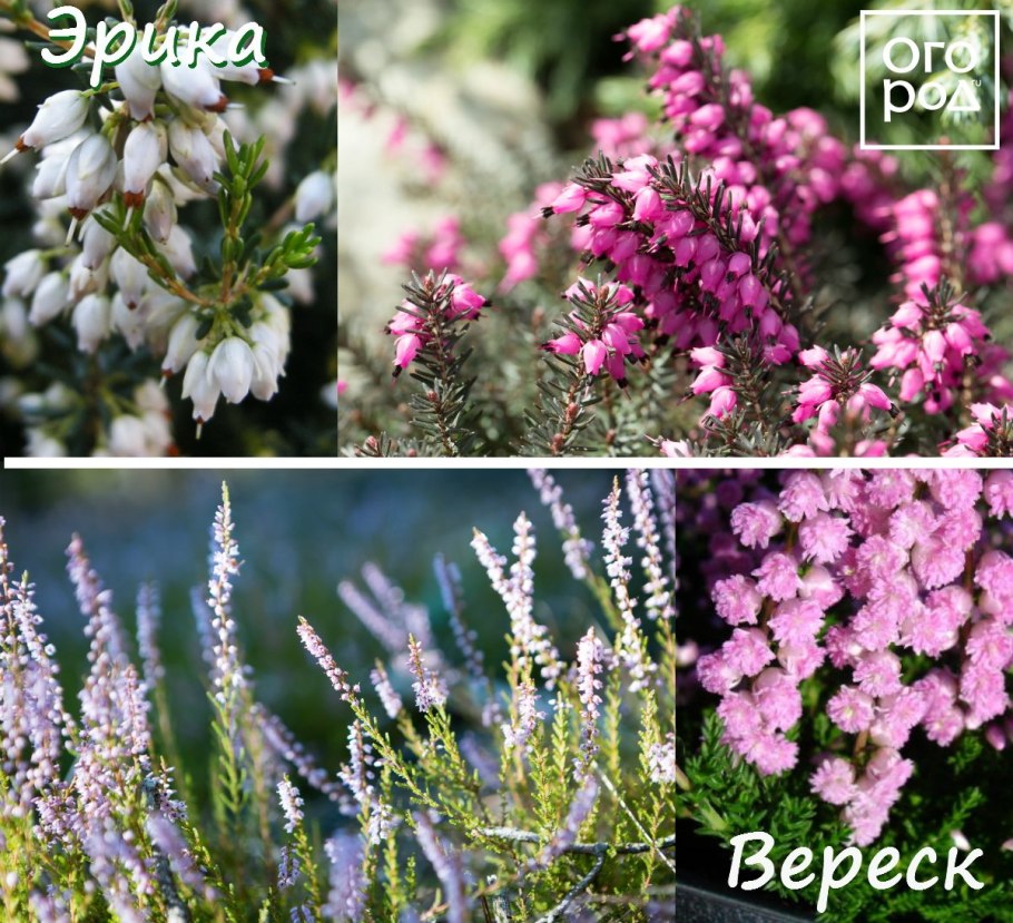 Вереск Зильбершмельц