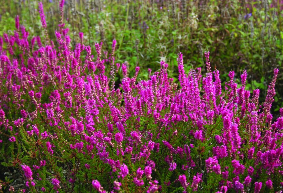 Вереск Allegro