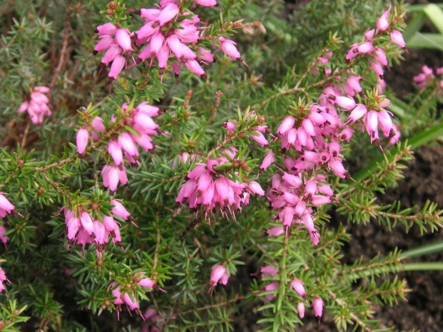 Цветущий можжевельник Вереск