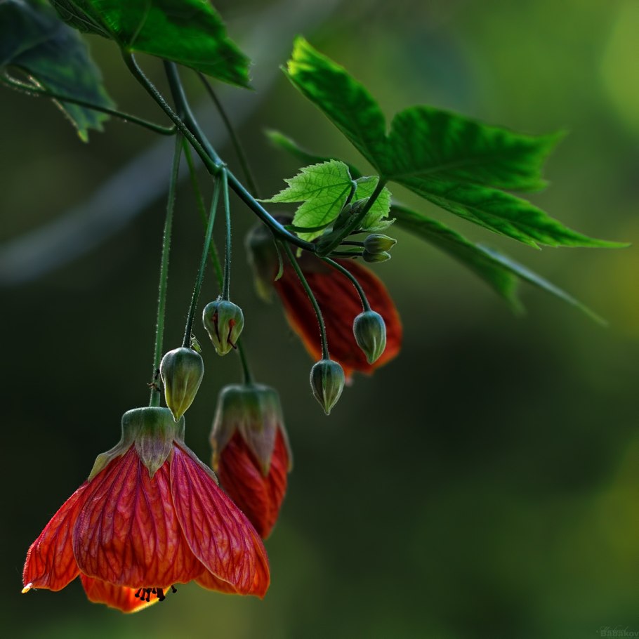 Абутилон Дарвина (Abutilon darwinii)