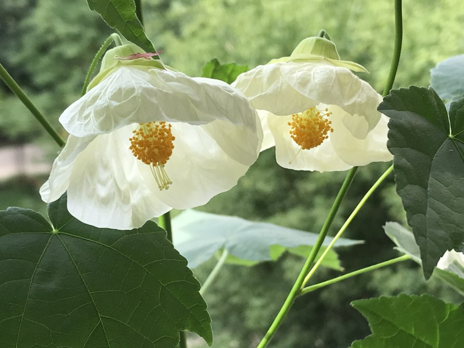 Абутилон полосатый