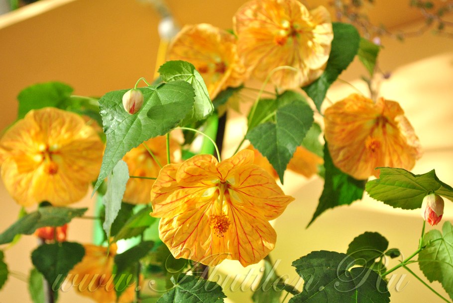 Абутилон полосатый