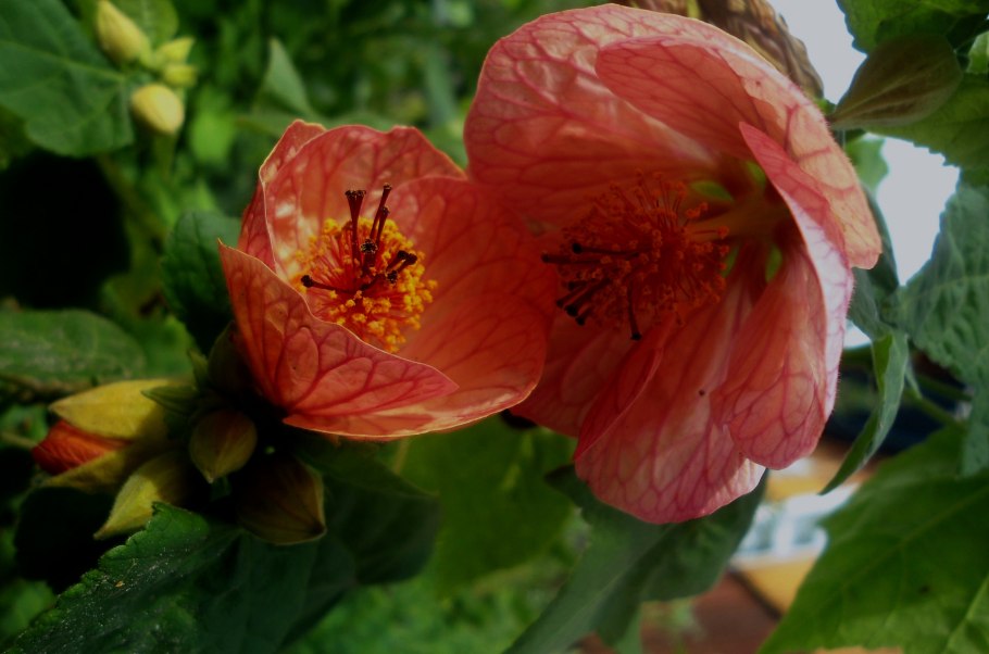 Абутилон цветок