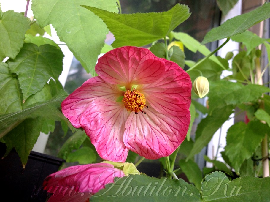 Абутилон Дарвина (Abutilon darwinii)