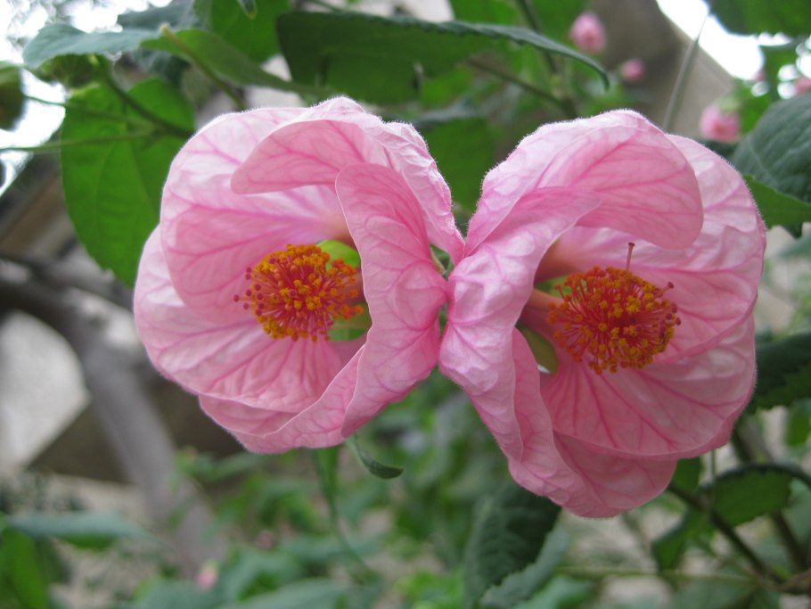 Abutilon theophrasti