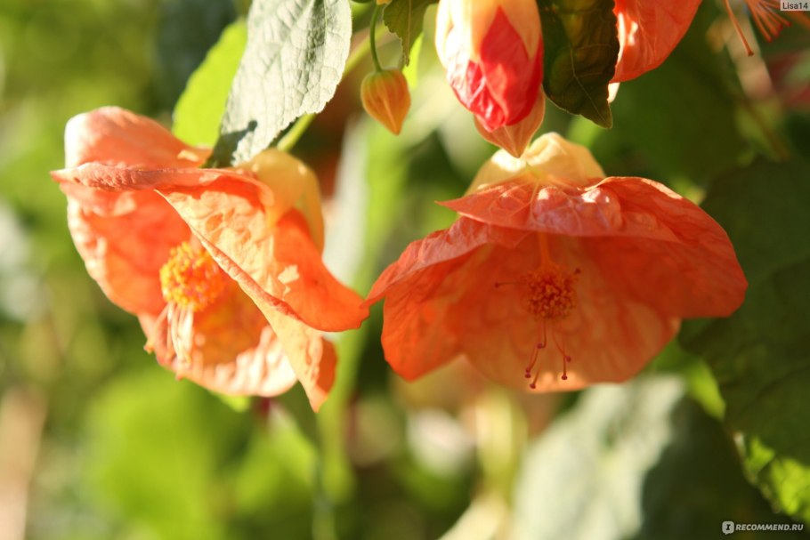 Абутилон Тропиканка