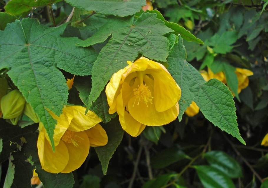 Абутилон Дарвина