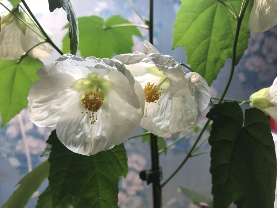 Абутилон канатник