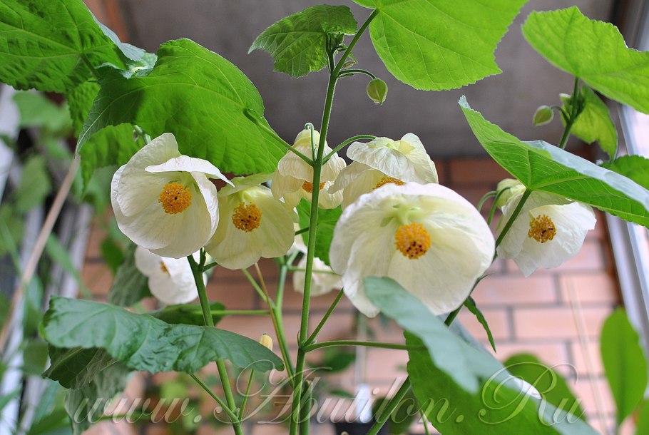 Абутилон цветок