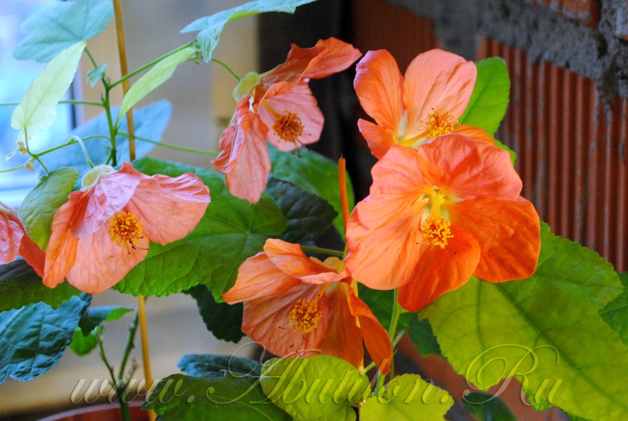 Абутилон микс