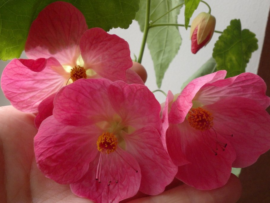 Абутилон Бьянка