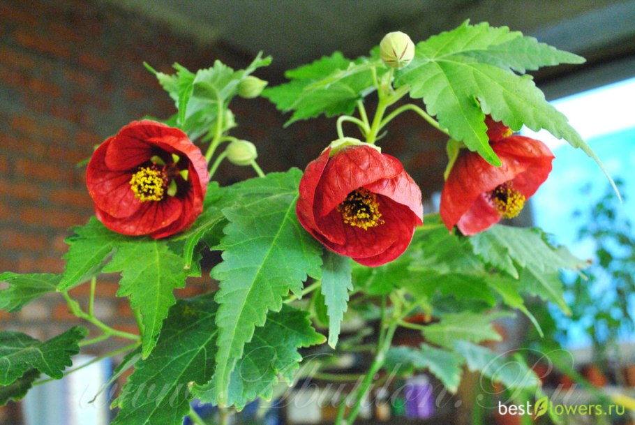 Абутилон полосатый комнатный клен