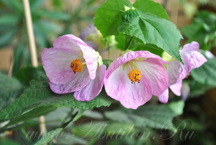 Абутилон цветок