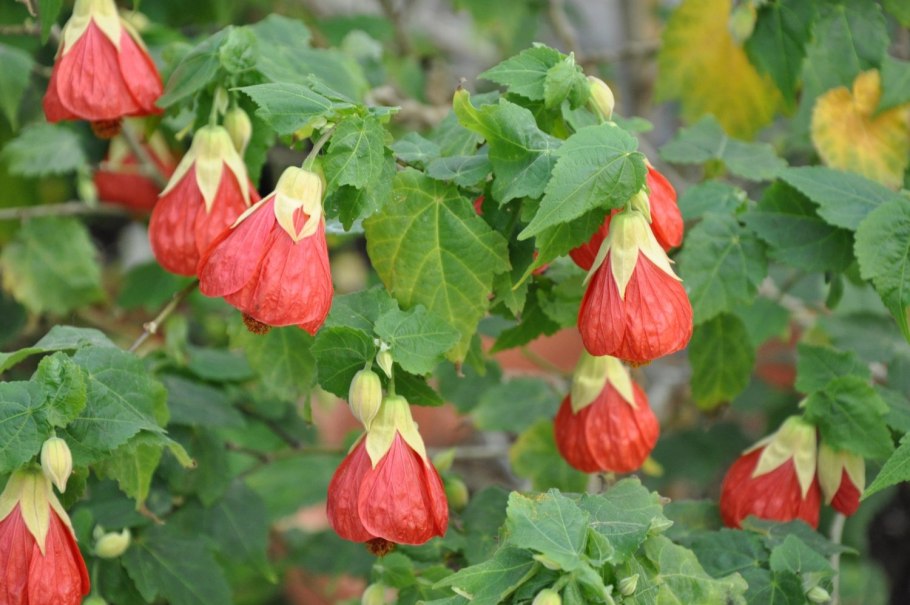 Абутилон гибридный – Abutilon hybridum