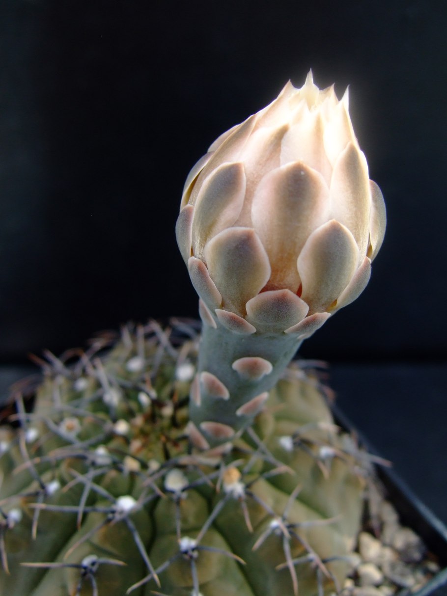 Gymnocalycium hyptiacanthum VG-1605