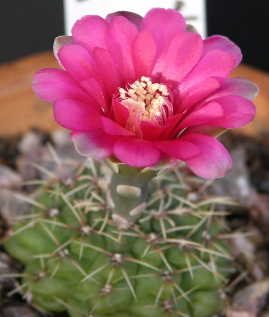 Gymnocalycium hammerschmidii