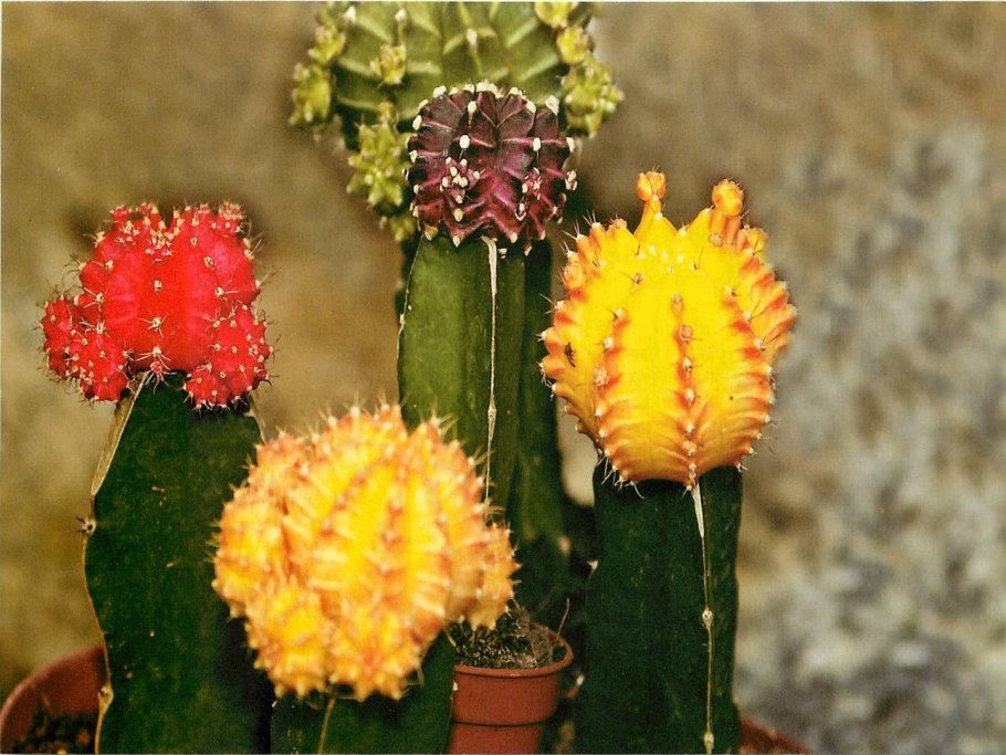 Gymnocalycium riojense VG 671