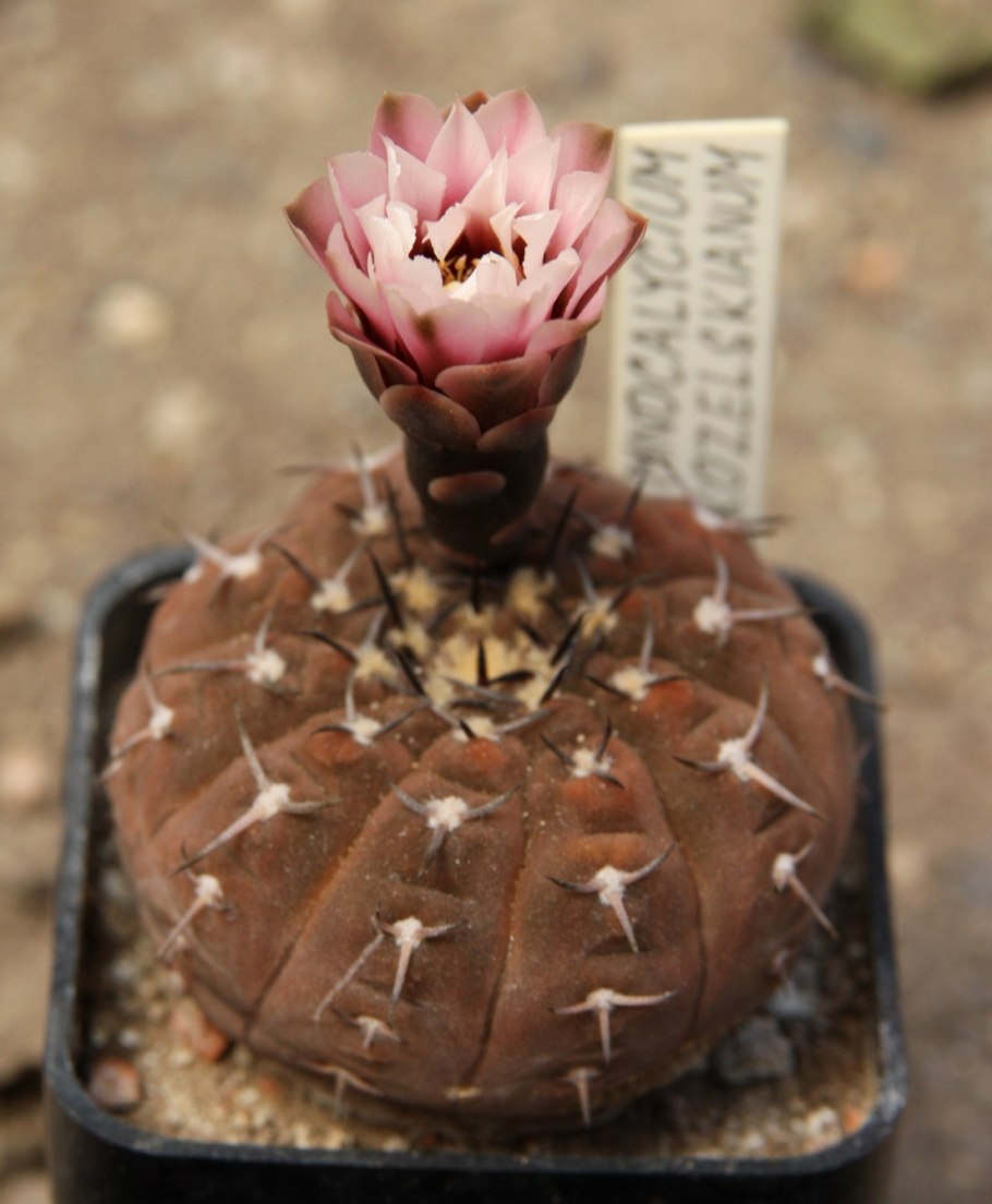 Gymnocalycium erolesii lb2308