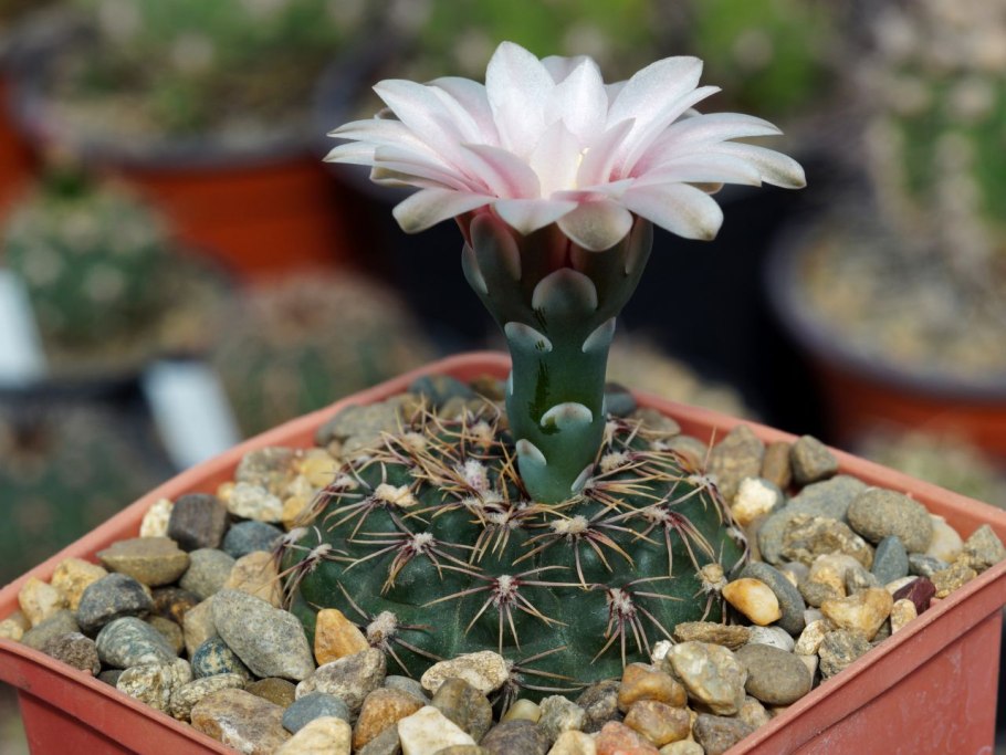 Gymnocalycium Black Widow