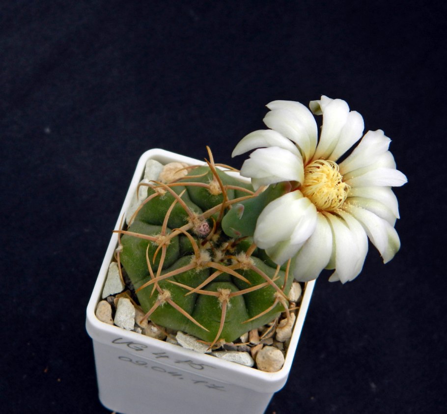 Gymnocalycium erinaceum v. paucisquamosum sto 390