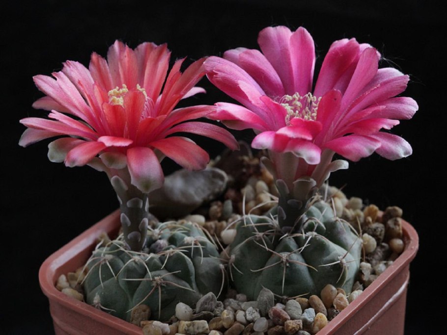 Gymnocalycium erinaceum VG 1086