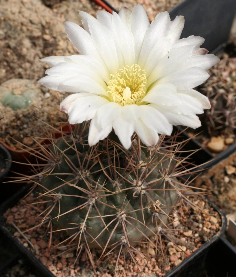 Гимнокалициум Бруха Gymnocalycium bruchii