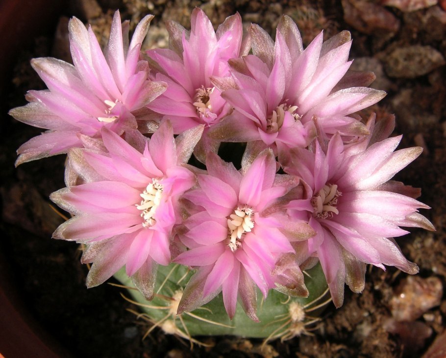 Gymnocalycium mihanovichii vos 005