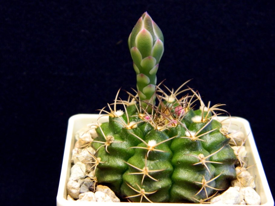 Gymnocalycium mazanense