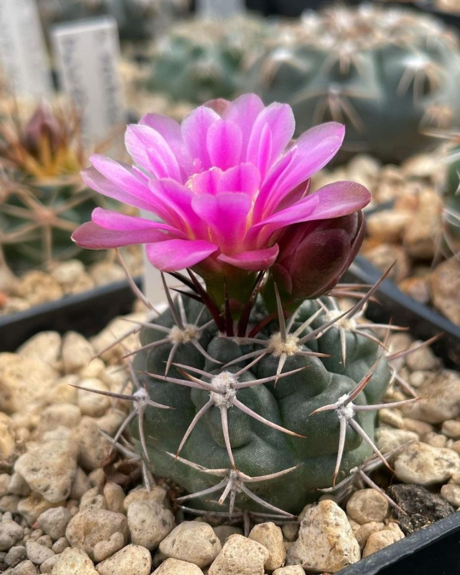 Gymnocalycium denudatum gf 339