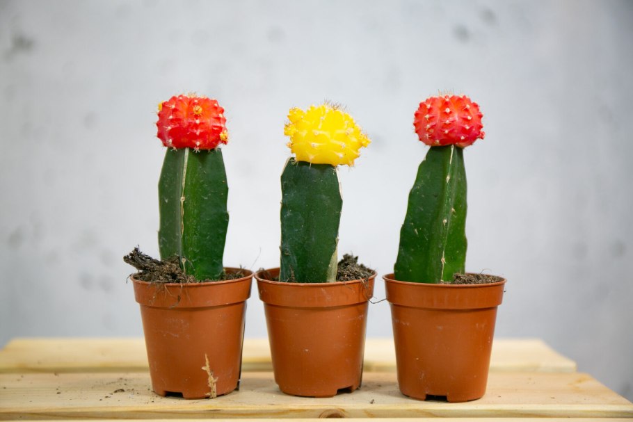 Gymnocalycium triacanthum