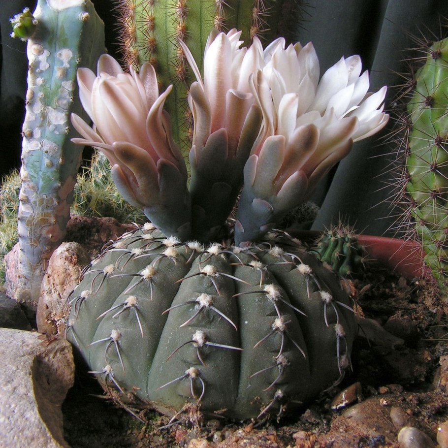 Gymnocalycium Occultum