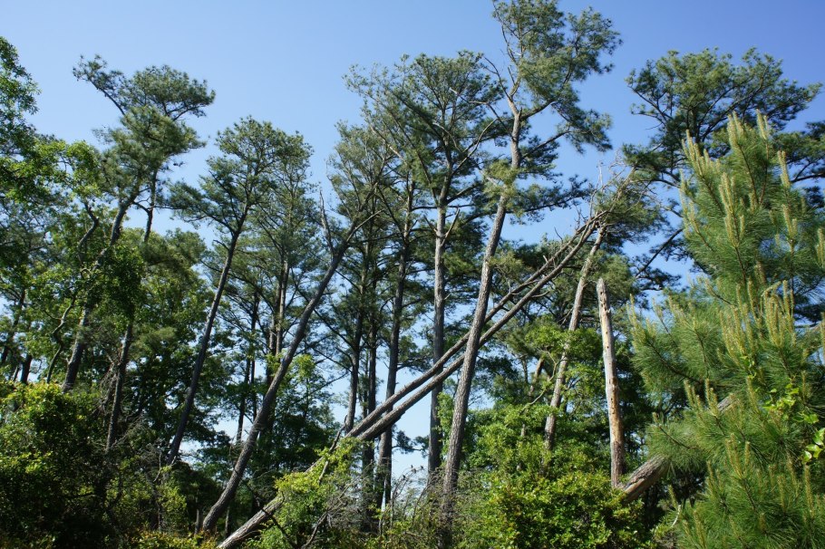 Бразилия араукария